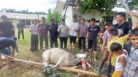 PT. MSB Sembelih Hewan Kurban dan Bagikan Daging Kurban Ke 2 Desa