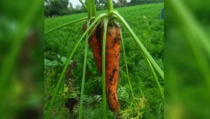 Ketidak Mampuan Pemerintah Mengendalikan Harga Komoditi, Menjadikan Petani Wortel Kabupaten Karo Menjerit