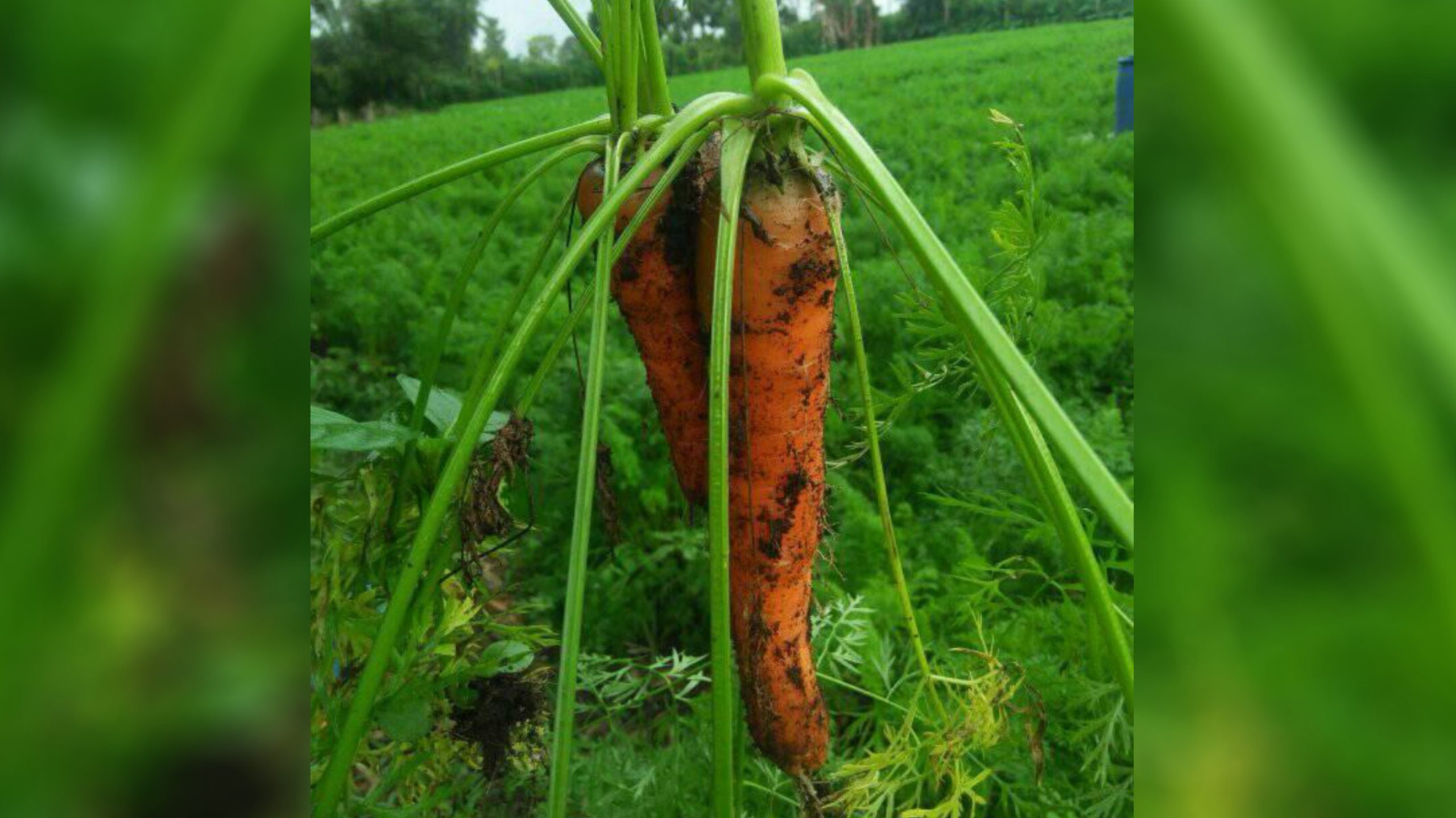 Ketidakmampuan Pemerintah Kendalikan Harga Komoditi, Petani Wortel Kabupaten Karo Menjerit