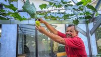 Acara Petik Buah Pertama di Kabun Anggur Gempur Grape Garden (G3) FSPMI Kabupaten Purwakarta