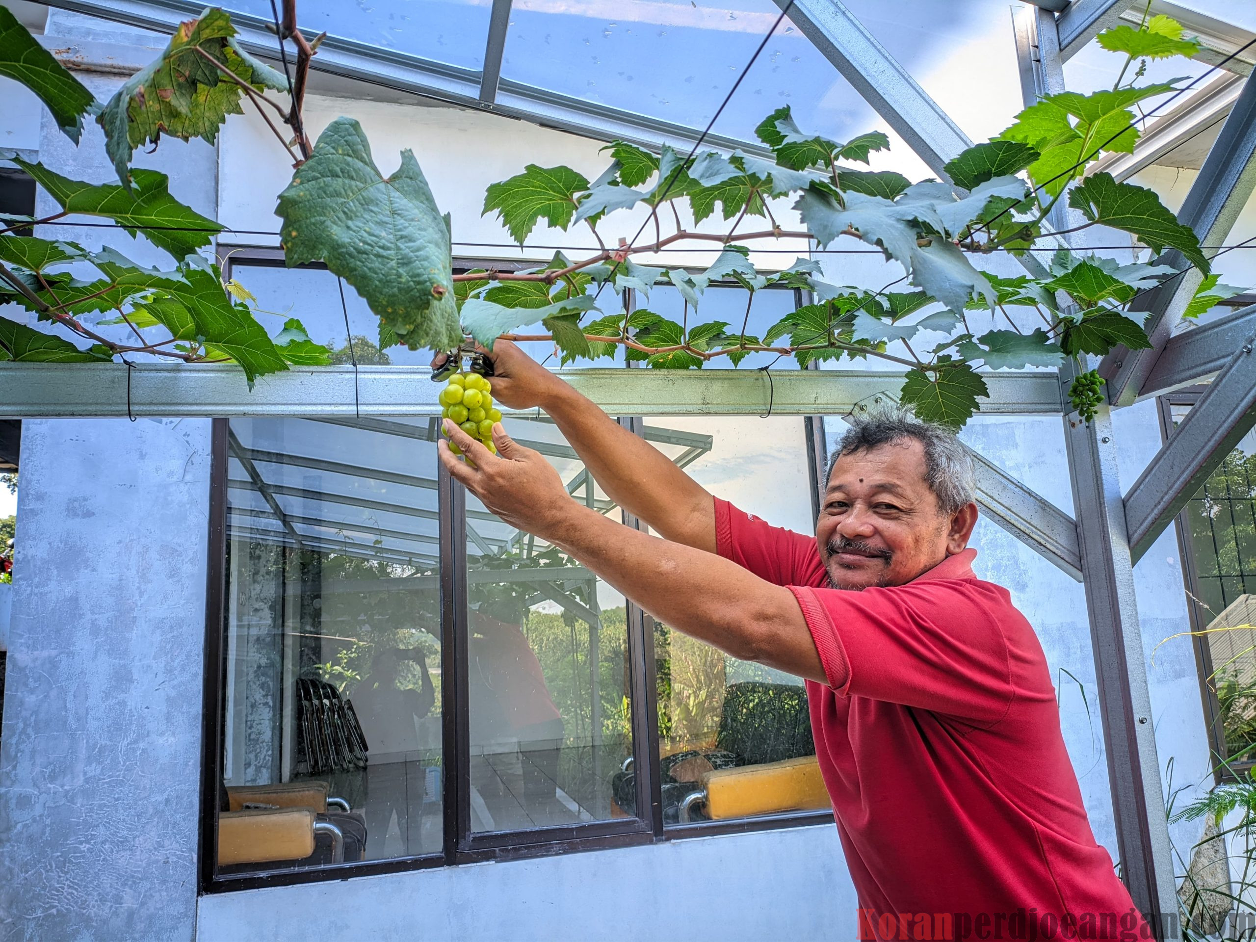 Acara Petik Buah Pertama di Kabun Anggur Gempur Grape Garden (G3) FSPMI Kabupaten Purwakarta